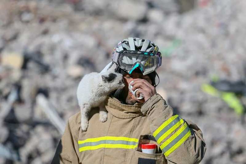 enkaz cat rescued turkey firefighter ali cakas