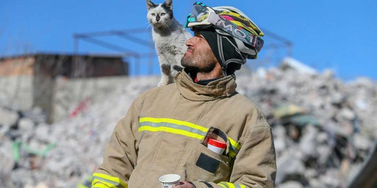 enkaz cat rescued turkey firefighter ali cakas