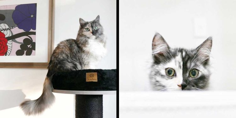 geri beautiful cat chimera sensation social networks