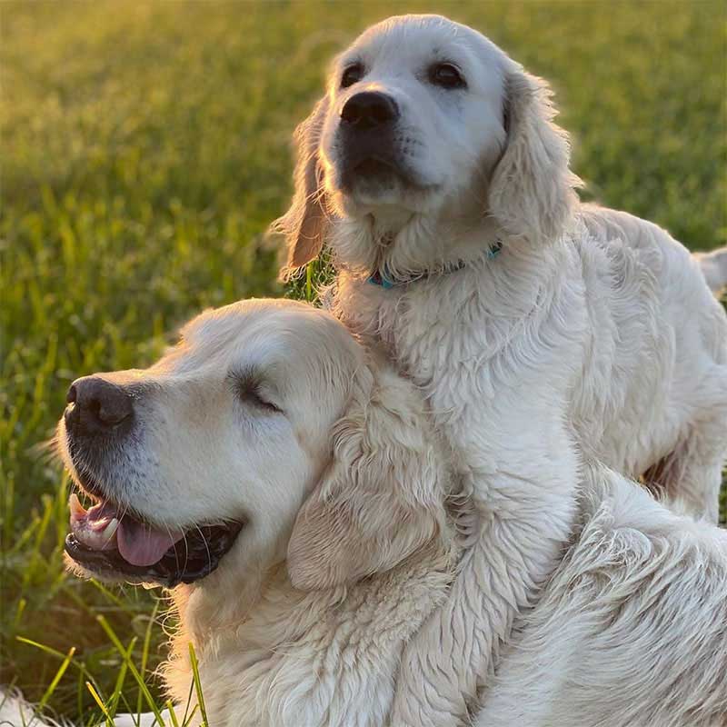 golden retriever blind puppy guide