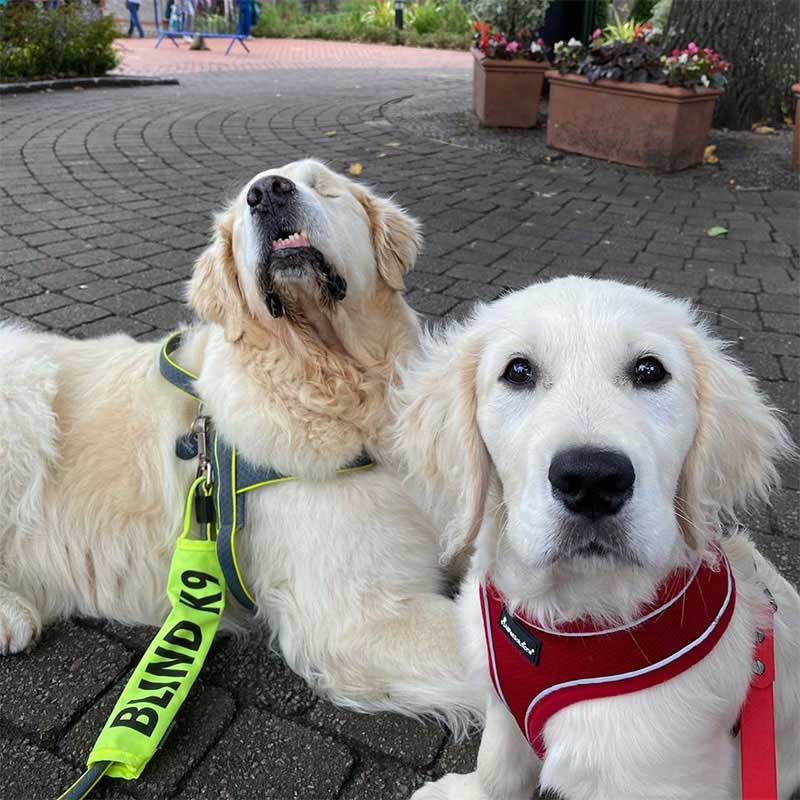 golden retriever blind puppy guide