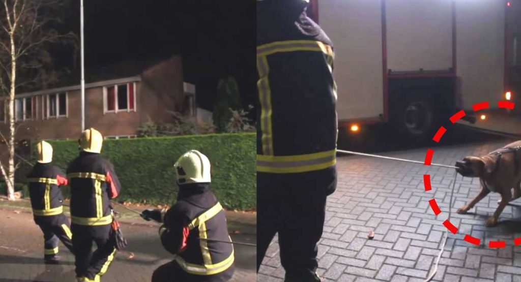 group firefighters couldn t stop laughing dog give hand