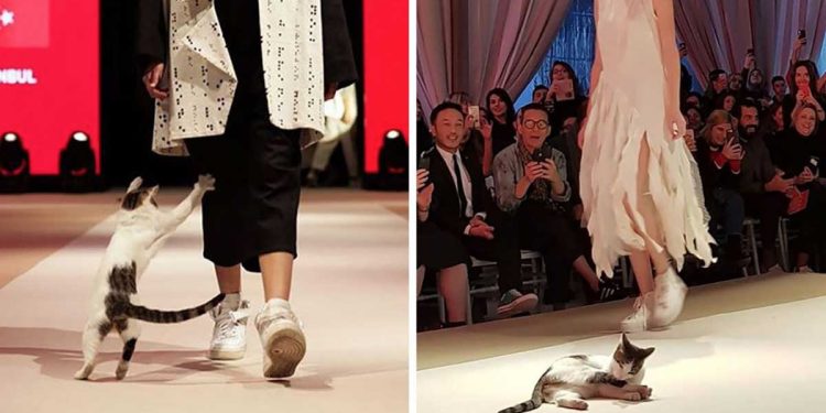 homeless cat steals the show at istanbul fashion show