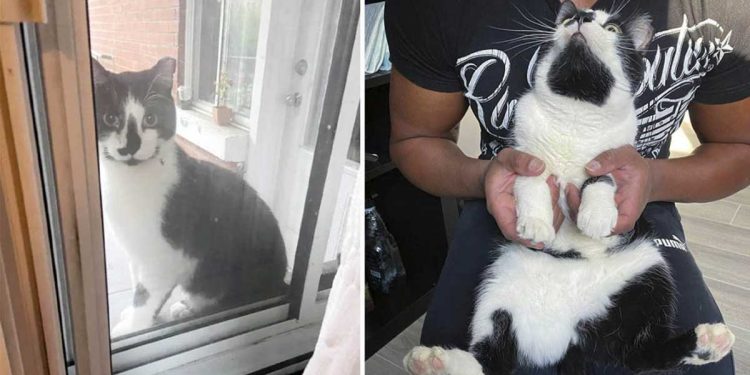 homeless cat waited door open someone lap