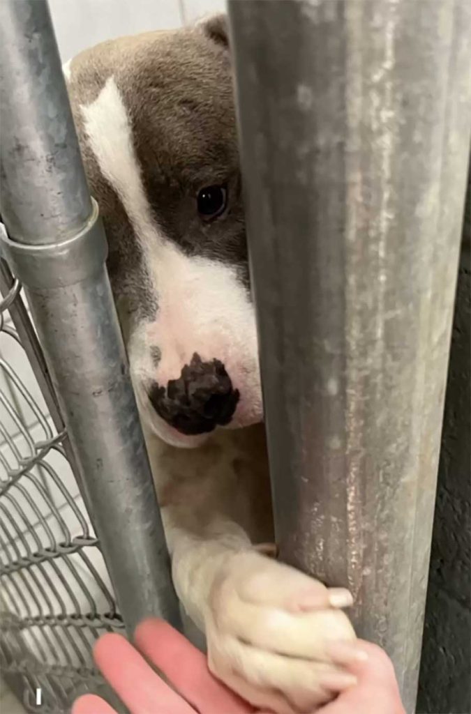 lonely shelter dog sticks her paw through the bars