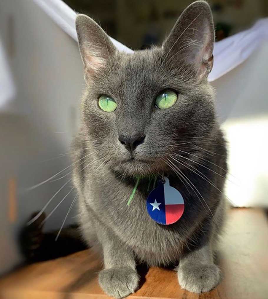 pickley green eyes cat