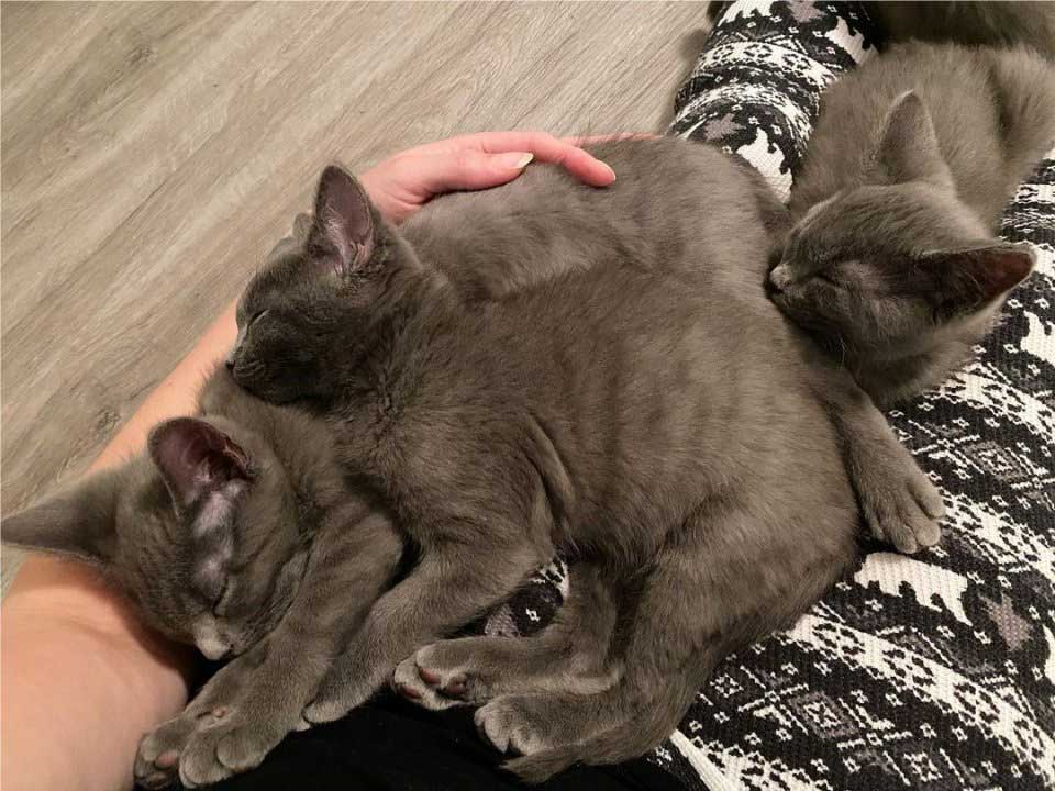 rescued kittens snuggle lap foster mom