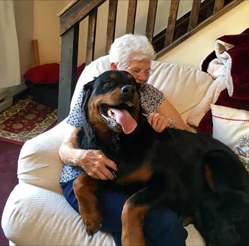 rottweiler grandma obedient dog