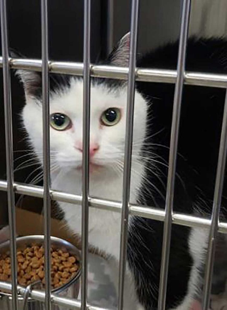 shelter puts the worst cat in the world adoption