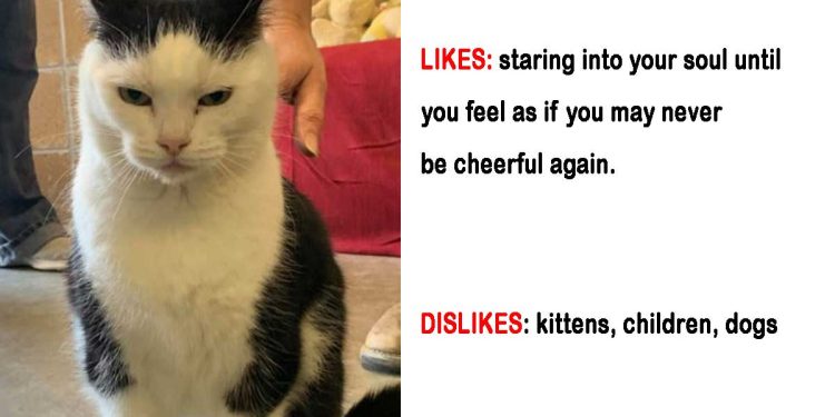 shelter puts the worst cat in the world adoption