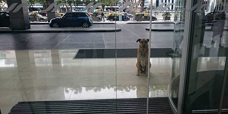 stray dog never gives up waiting air hostess hotel