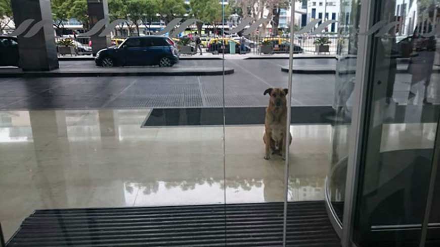 stray dog never gives up waiting air hostess hotel