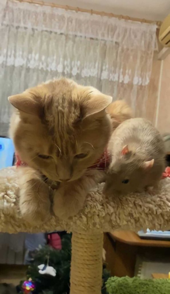 unlikely friendship cat rat