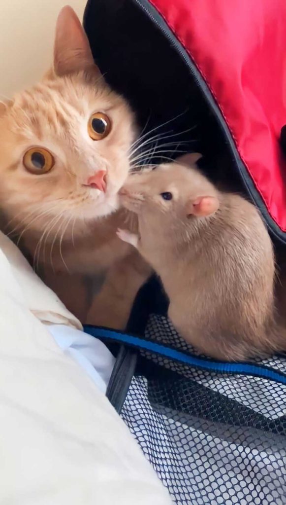 unlikely friendship cat rat