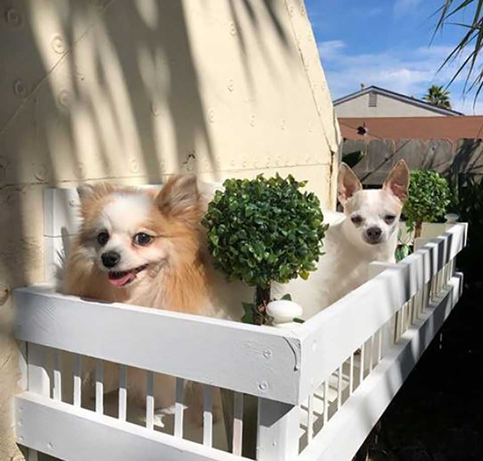 woman mansion dogs garden