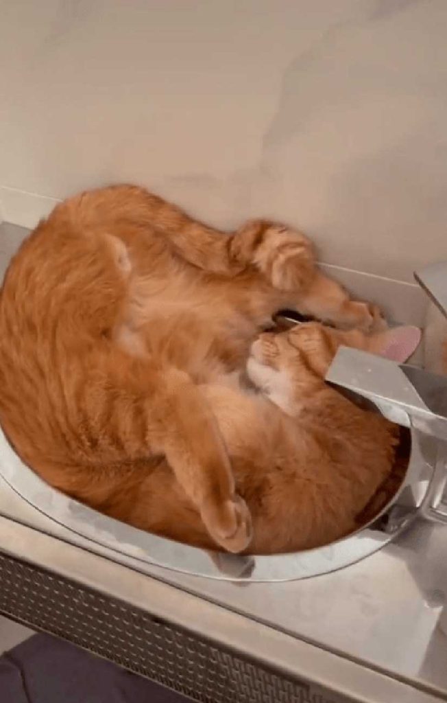 woman shares weirdest places cat nap