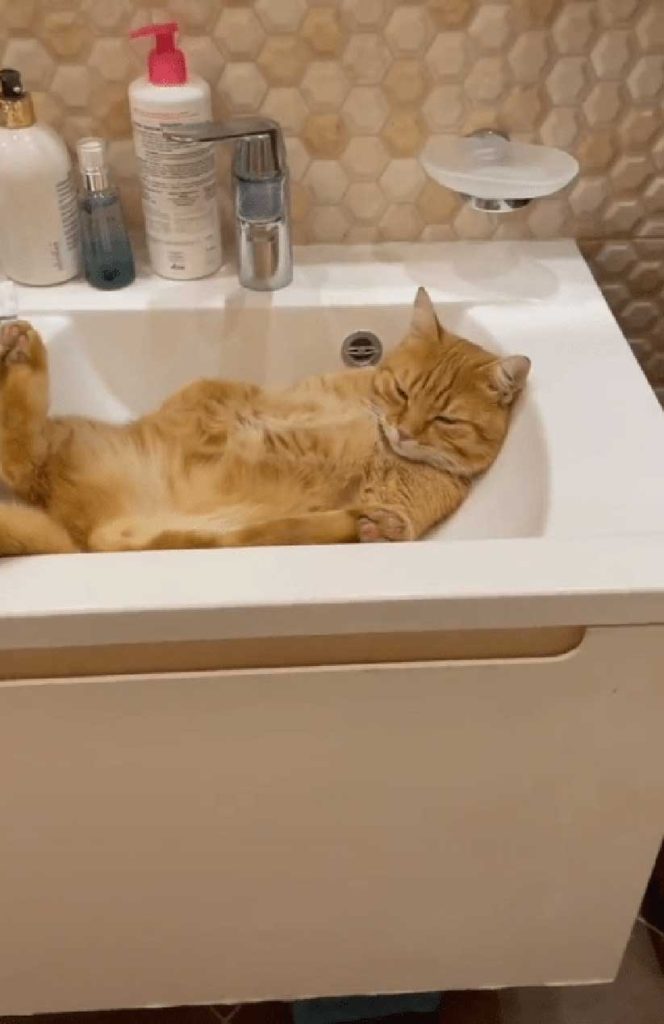 woman shares weirdest places cat nap