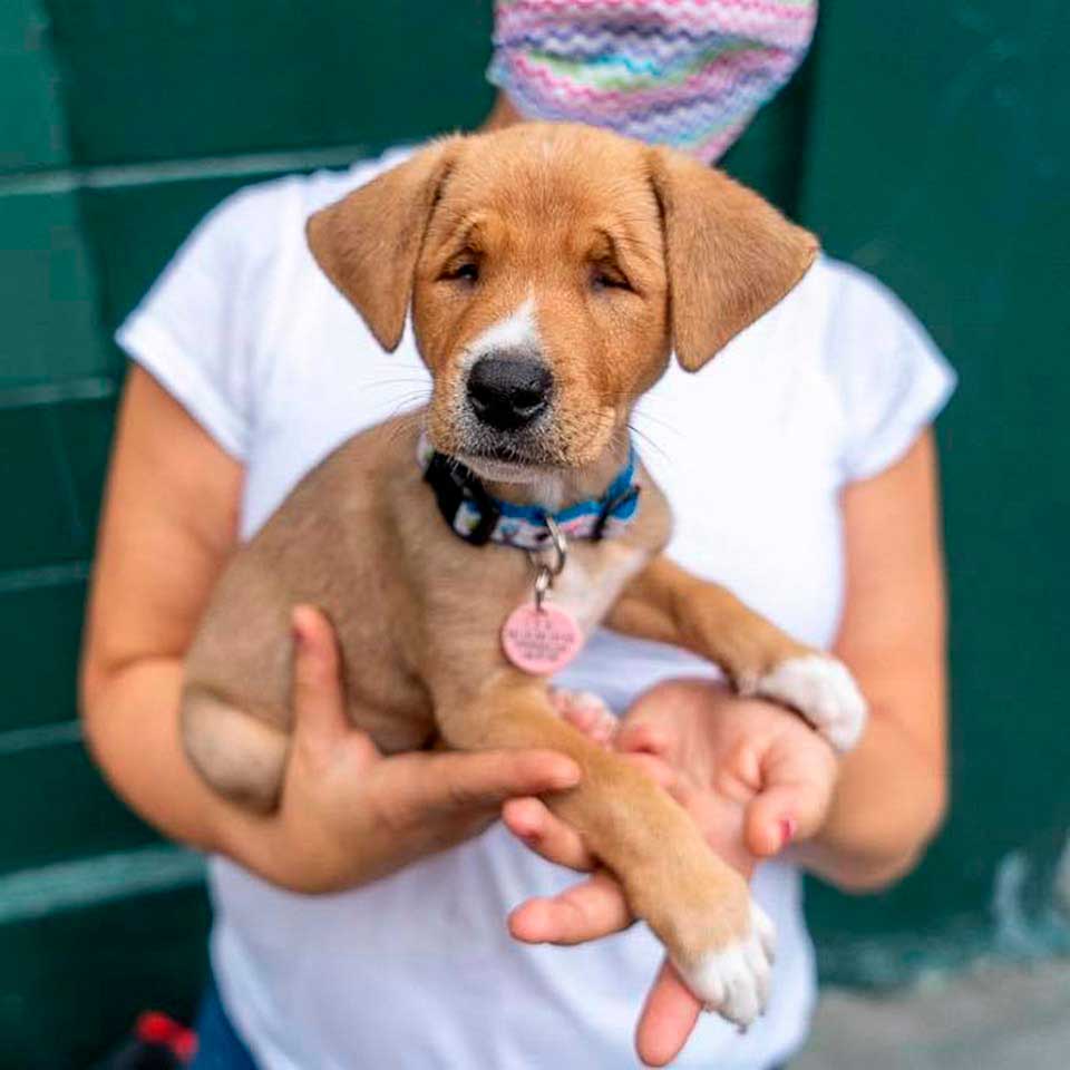 adorable homeless puppy permanent strabismus