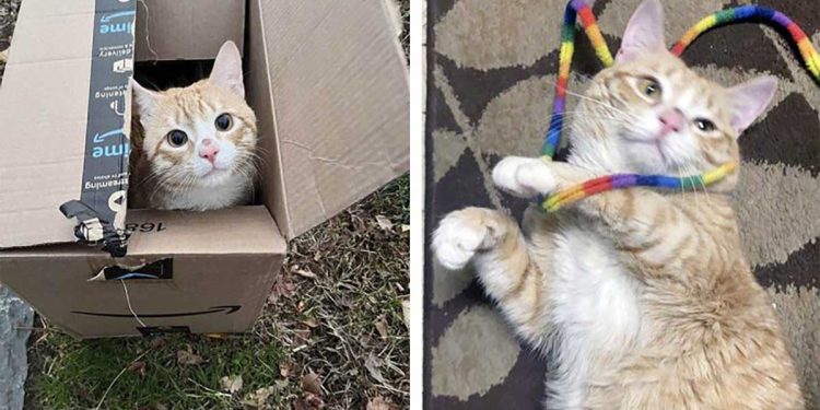 cat found cold box ended up finding perfect home