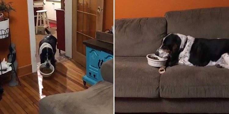dog carries bowl food sofa