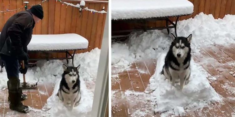 dog lover snow refuses owner wipe everything