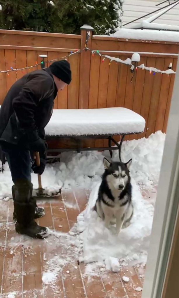 dog lover snow refuses owner wipe everything