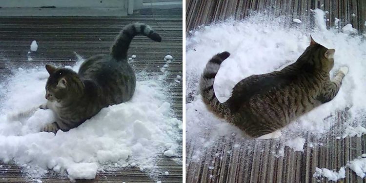 family brings snow to the cat