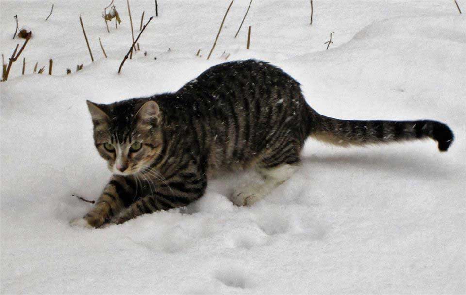 family brings snow to the cat