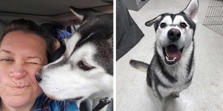 family drives 2000 miles adopt dog crooked smile
