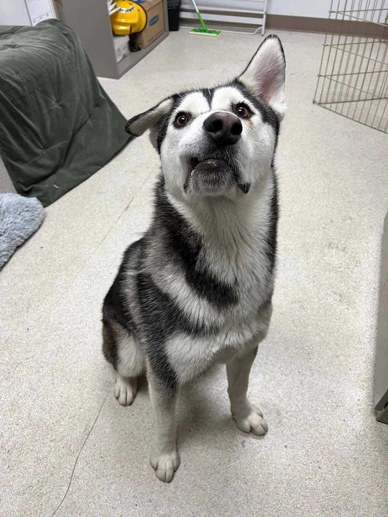 family drives 2000 miles adopt dog crooked smile