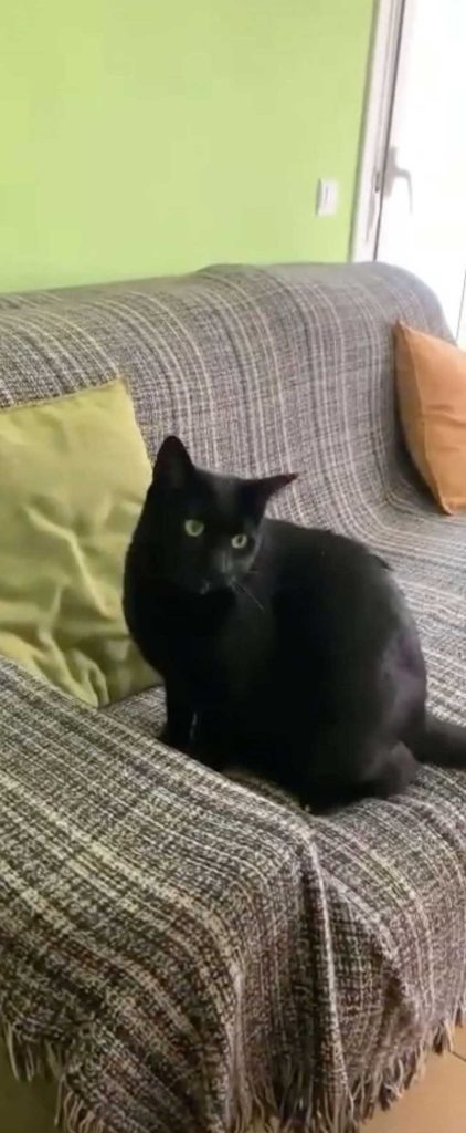 family takes cat inside realizes it was there
