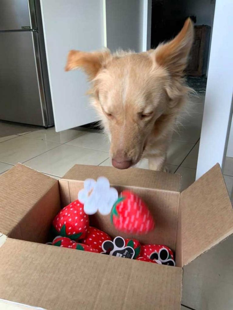 favorite dog toy discontinued store send box