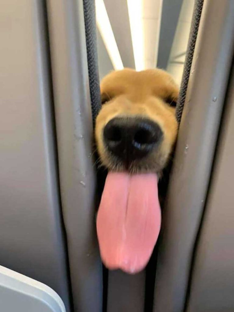 friendly dog entertains passengers