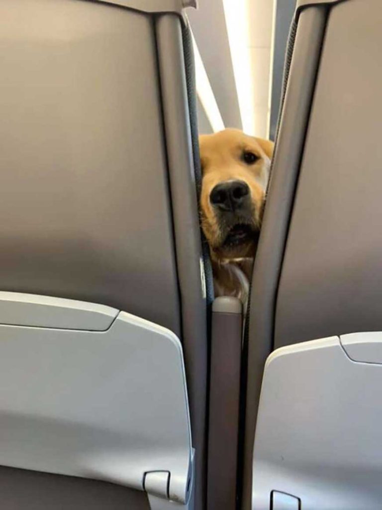 friendly dog entertains passengers