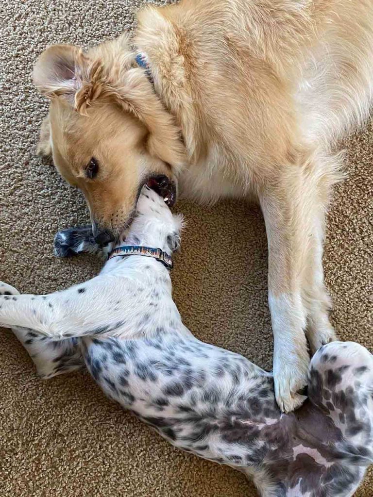 golden retriever knows how to keep little brother in line