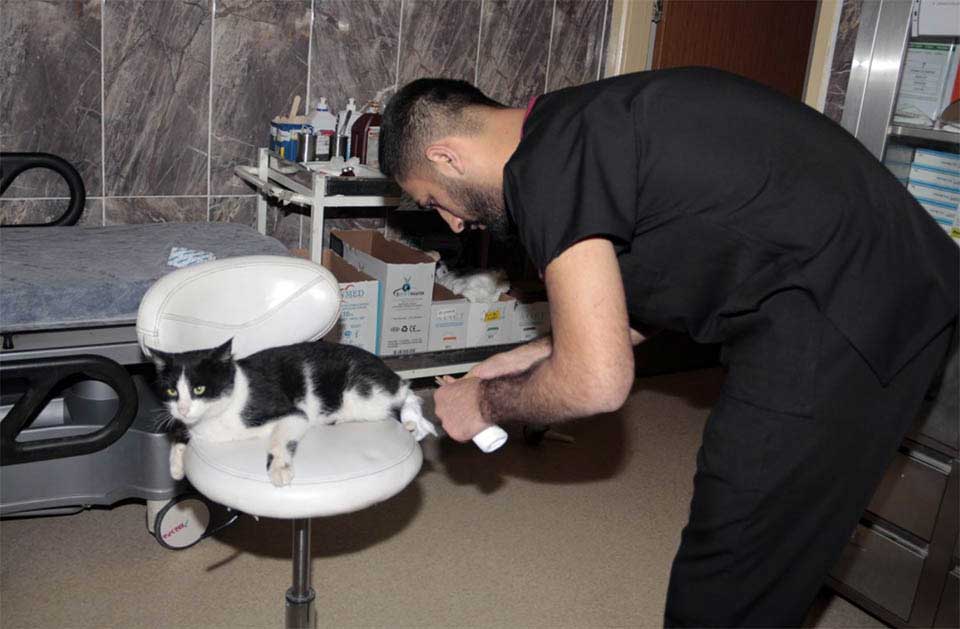 homeless cat enters hospital help