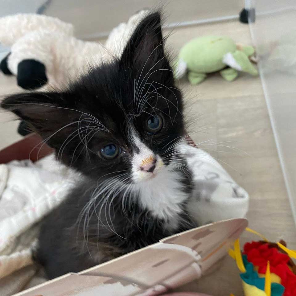 kitten magnificent whiskers rescued melts heart