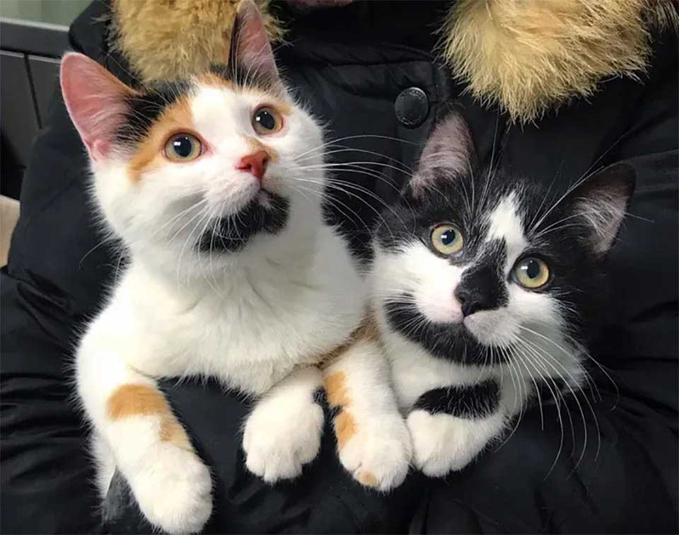 kittens cute markings never apart found together