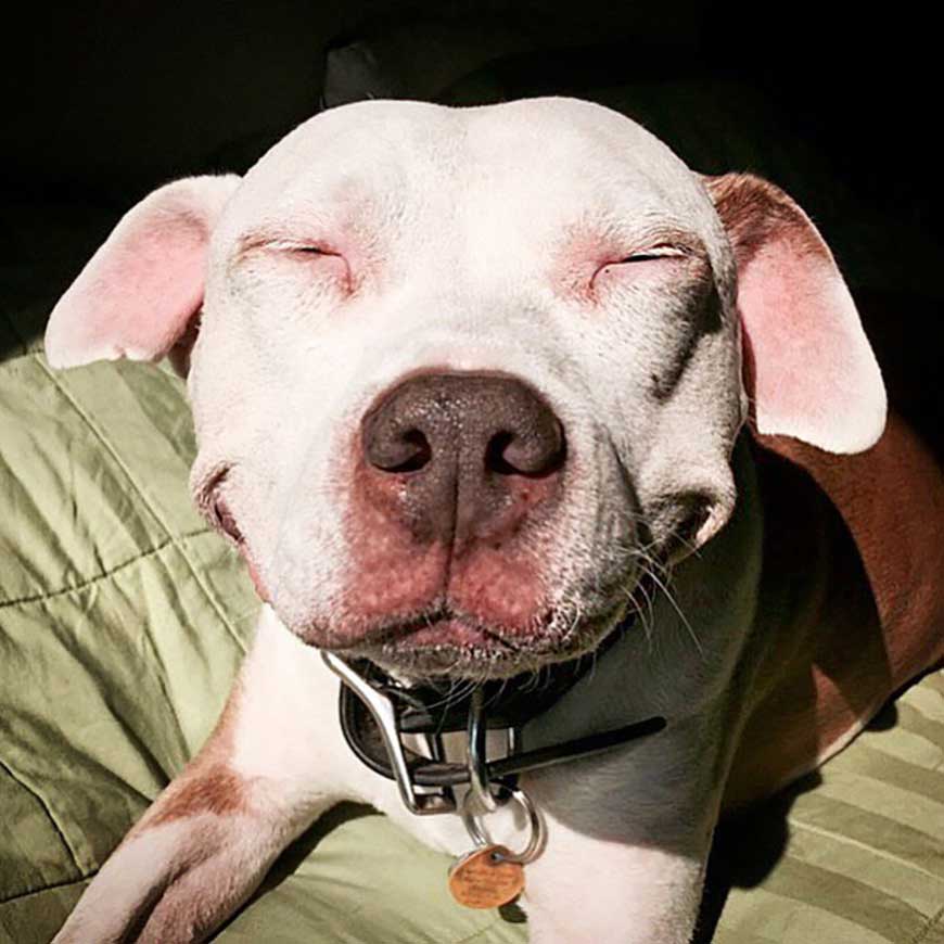 pit bull abandoned does not stop smiling