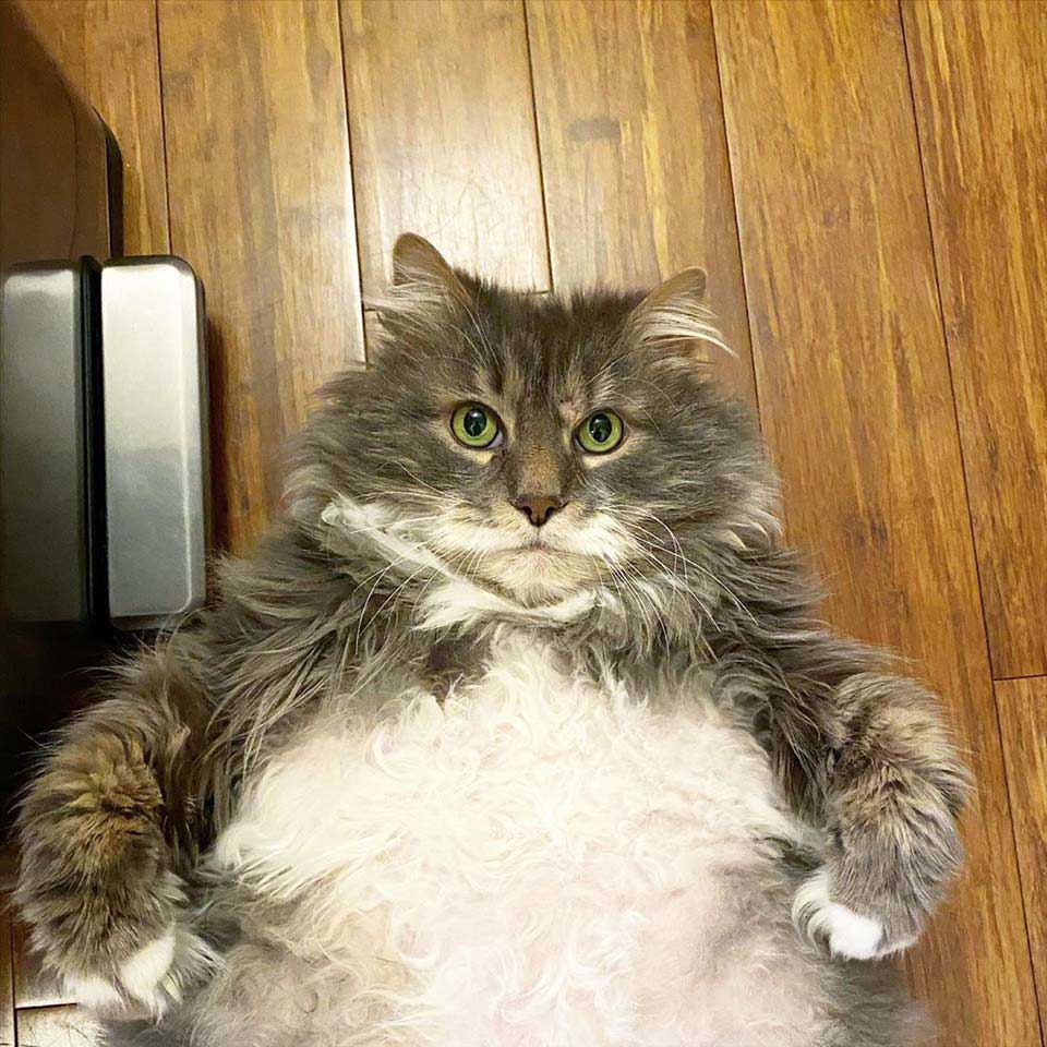 rescued chubby cat show belly