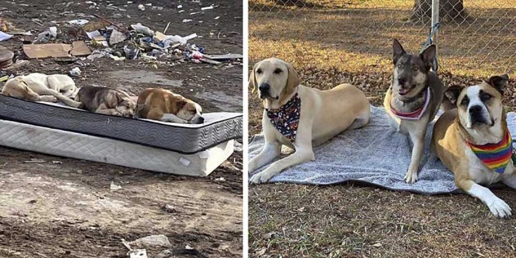 rescued dumpster dogs reunite year later