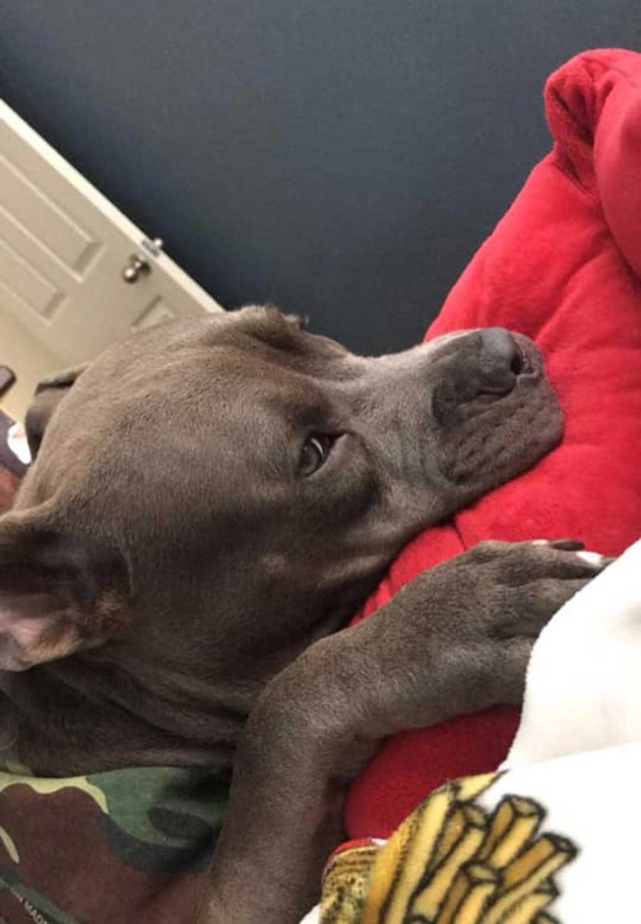 sweet dog smash favorite pillow