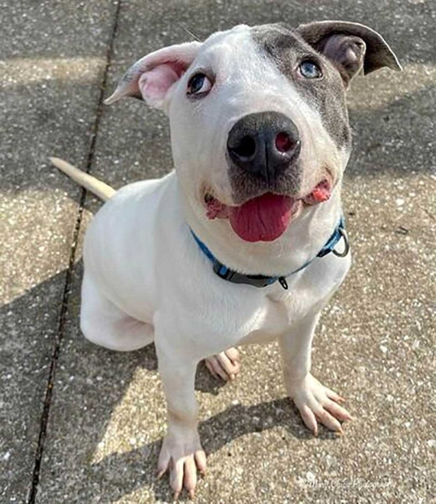 unique faced shelter dog wants someone to love him