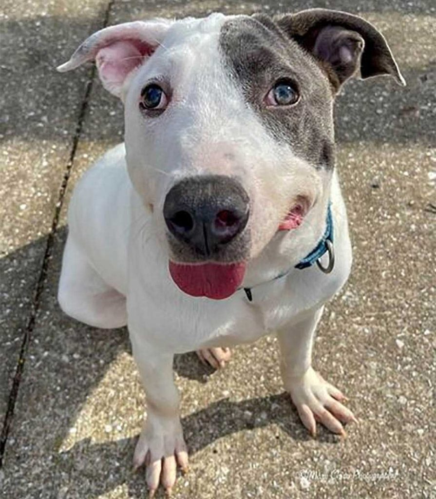 unique faced shelter dog wants someone to love him