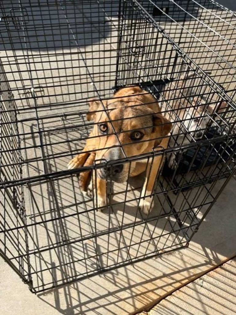 2 puppies abandoned cage shelter with a note