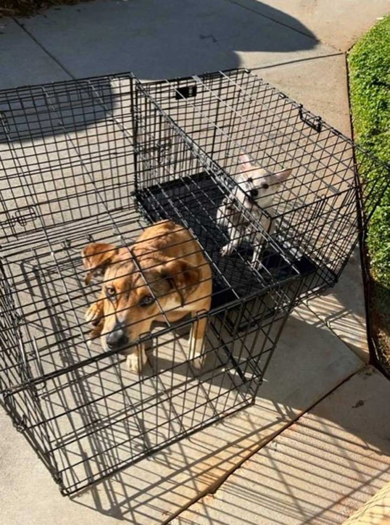2 puppies abandoned cage shelter with a note