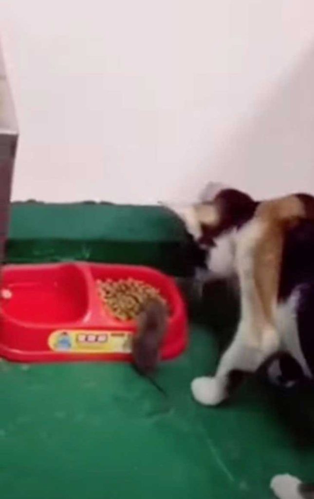 A cat brings a mouse to eat in his bowl