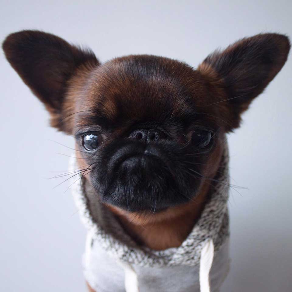 adorable grumpy dog face gizmo