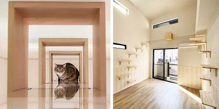 apartments for singles with cats