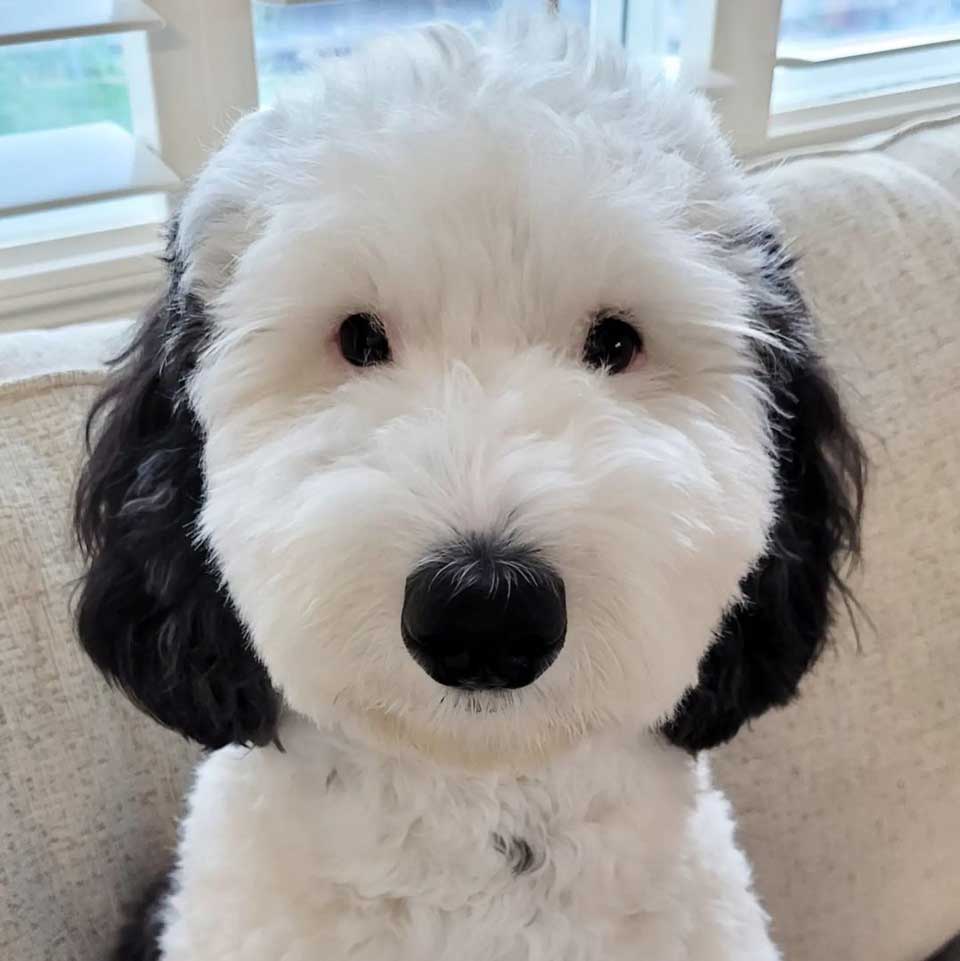 bayley dog viral identical snoopy